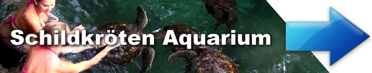 zanzibar guru Schildkröten Aquarium