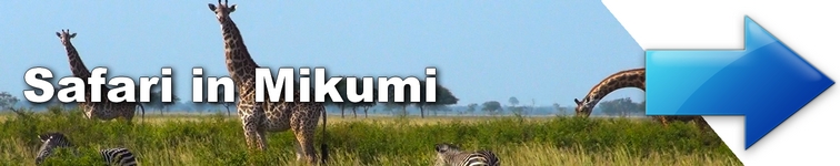 zanzibar guru Safari in Mikumi