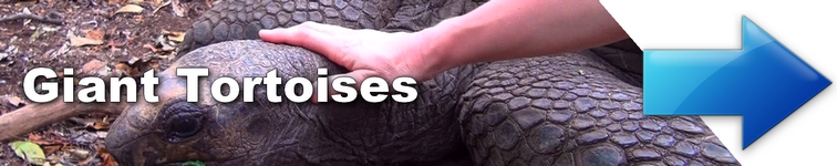 zanzibar guru Giant Tortoises