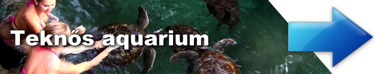 zanzibar guru Teknős aquarium